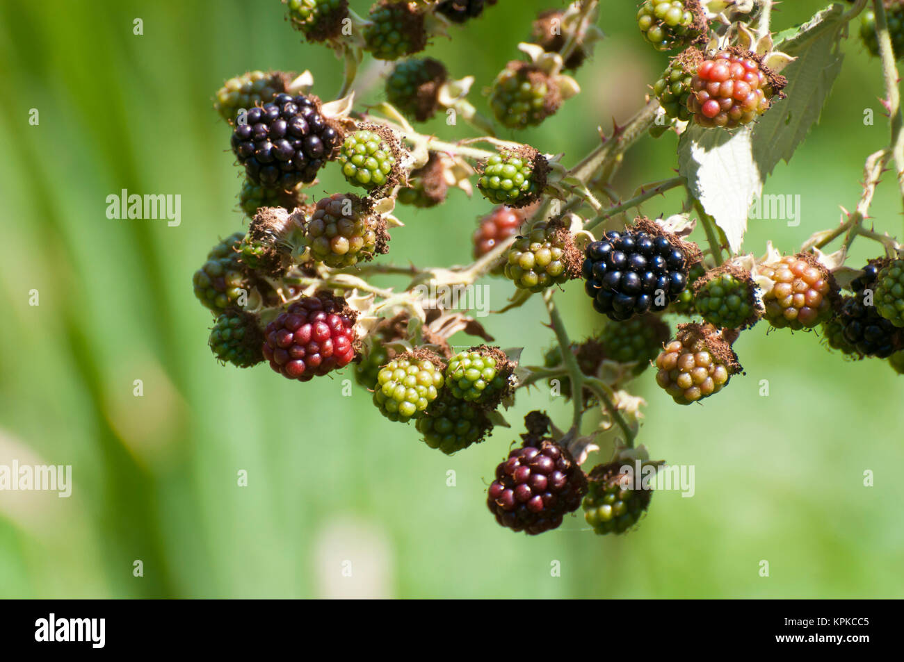 États-unis, WA, à la réserve nationale de faune de Nisqually. Les mûres Rubus armeniacus (Himalaya) sont une des espèces non indigènes envahissantes dans tout le nord-ouest. Originaire d'Arménie, ils sont maintenant très répandue dans les zones tempérées du monde. Banque D'Images