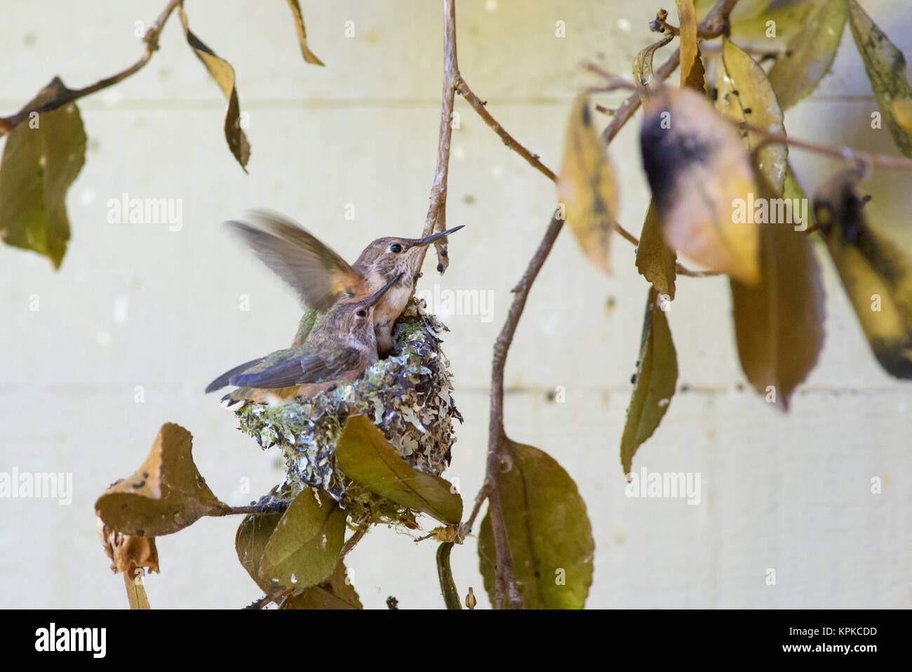 USA, l'État de Washington. Poussins (le colibri Selasphorus rufus) dans la pratique des nids dans la préparation de l'envol Banque D'Images