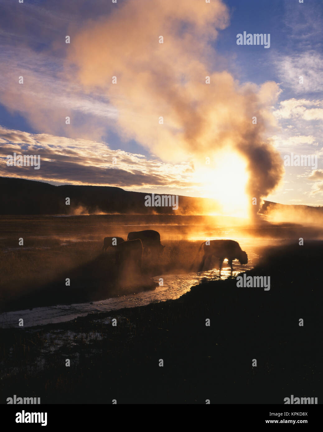 USA, Wyoming, Yellowstone National Park, Bisons broutants par Old Faithful Geyser (grand format formats disponibles) Banque D'Images