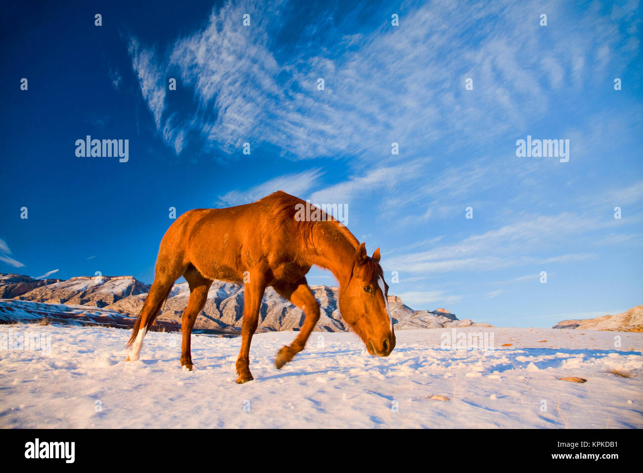 Cheval Avec Corne Banque D Image Et Photos Alamy