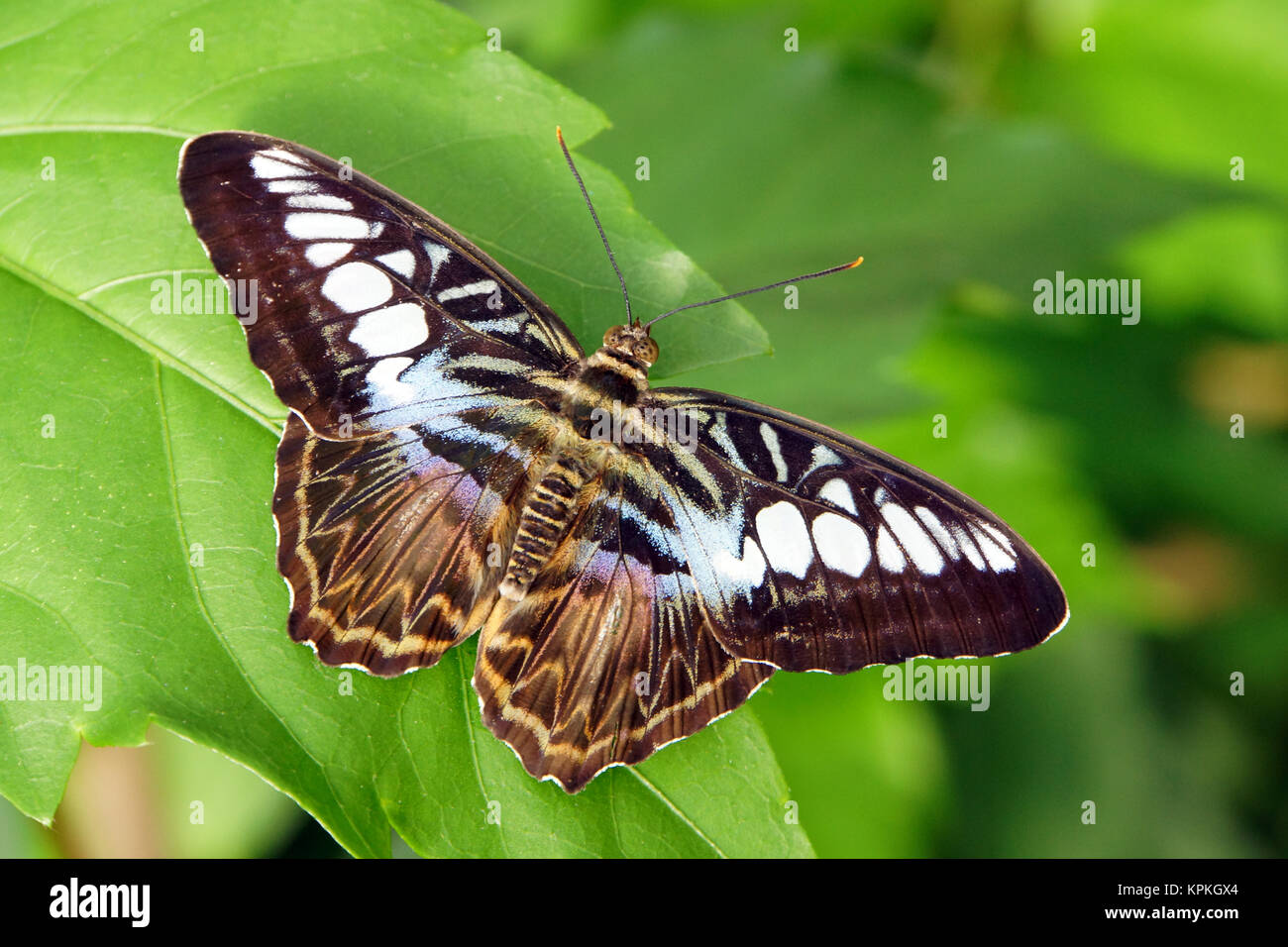 Parthenos sylvia sylvia papilio (synonyme), également blauer- ou brauner segelfalter Banque D'Images