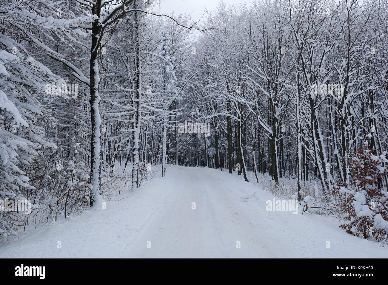 Route forestière en hiver Banque D'Images