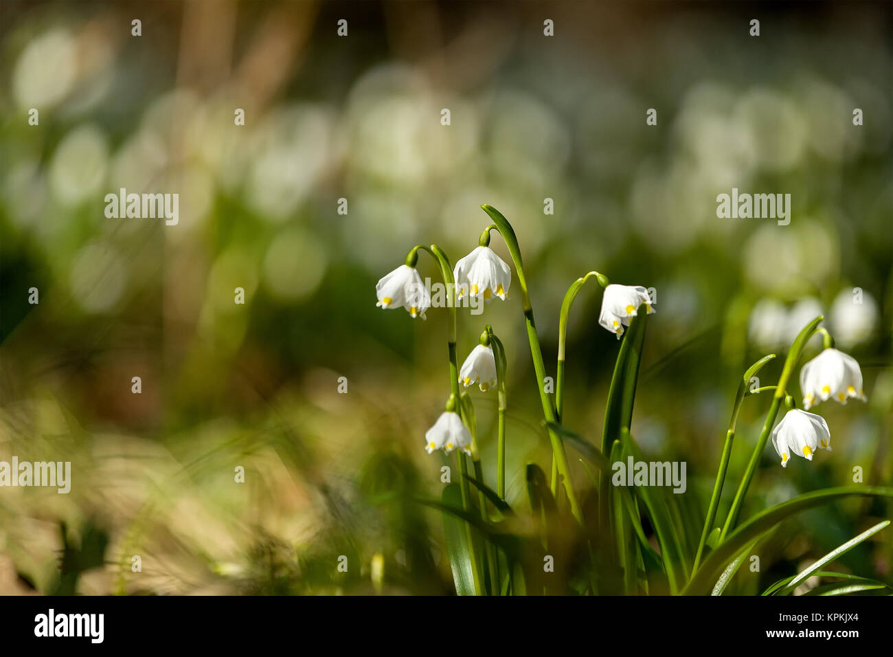 Au début du printemps des fleurs flocon Banque D'Images