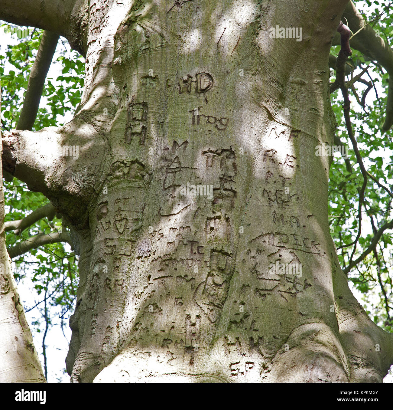 Le hêtre commun (Fagus sylvatica) de graffitis gravés dans l'écorce. Banque D'Images