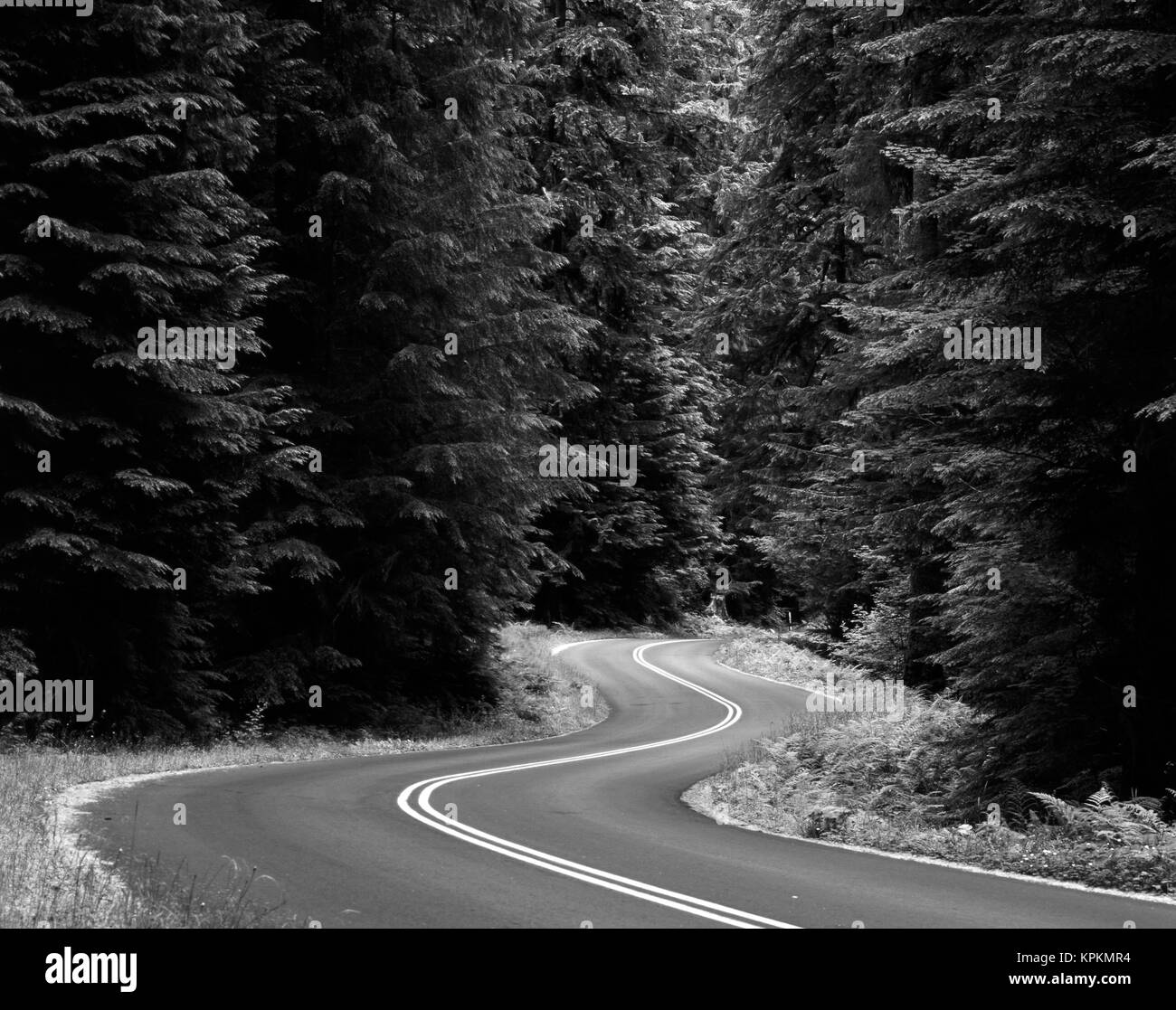 USA, l'État de Washington, la péninsule Olympique, Olympic National Park, vue sur route sinueuse à travers la forêt (grand format formats disponibles) Banque D'Images