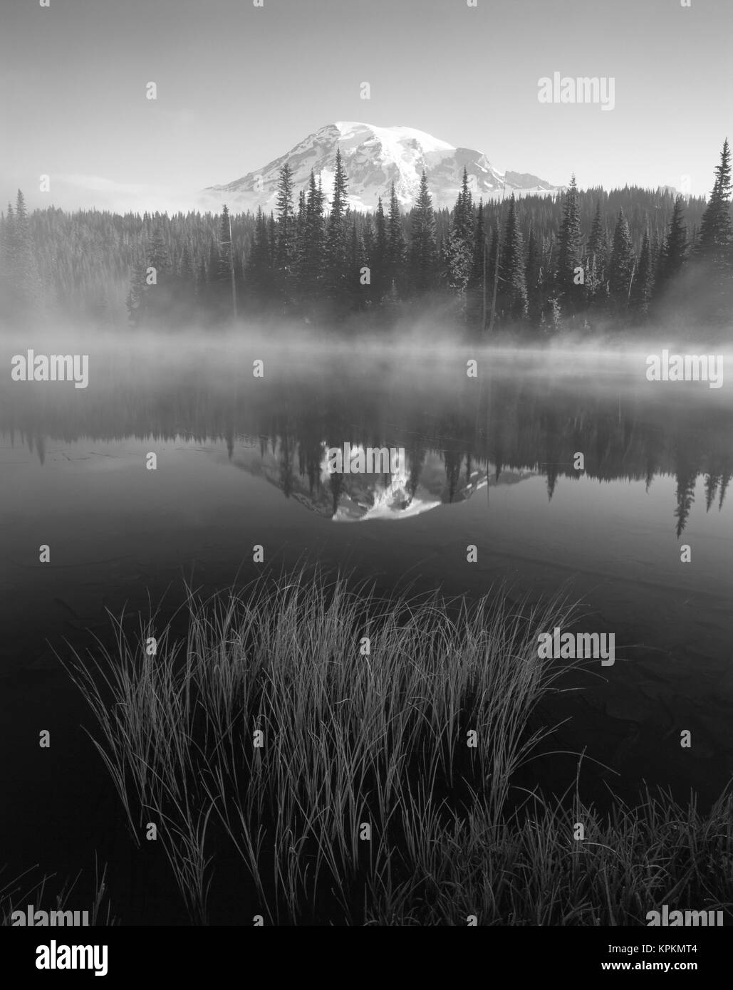 USA, l'État de Washington, Mount Rainier National Park, Mt. Rainier et de l'herbe le long de la rive du lac de réflexion (grand format formats disponibles) Banque D'Images