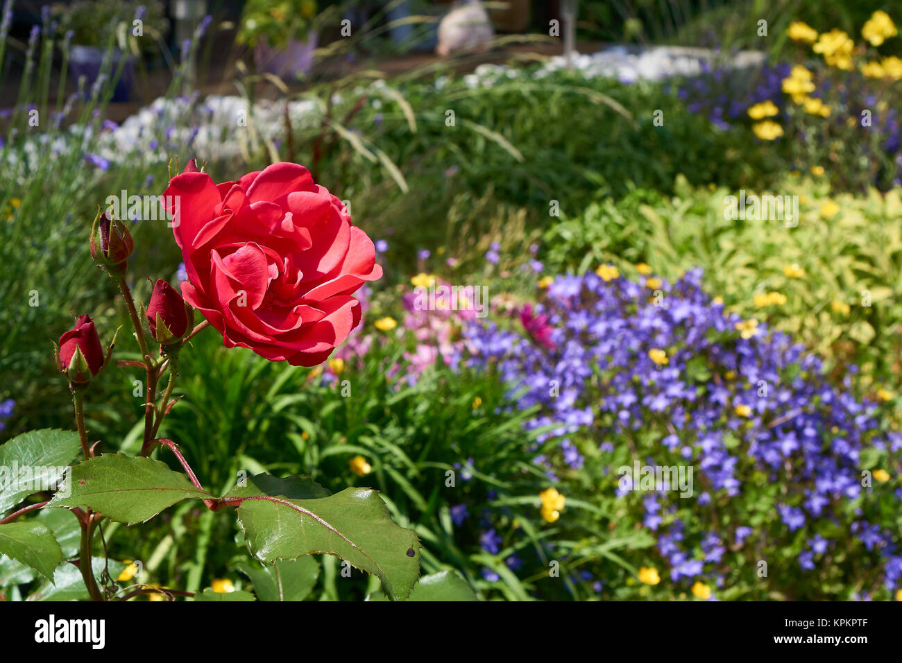 Rose rouge dans un lit à fleurs Banque D'Images