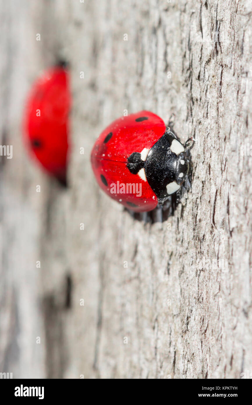 Coccinelles sur le bois. Deux taches rouges. Forme de coeur noir. Banque D'Images