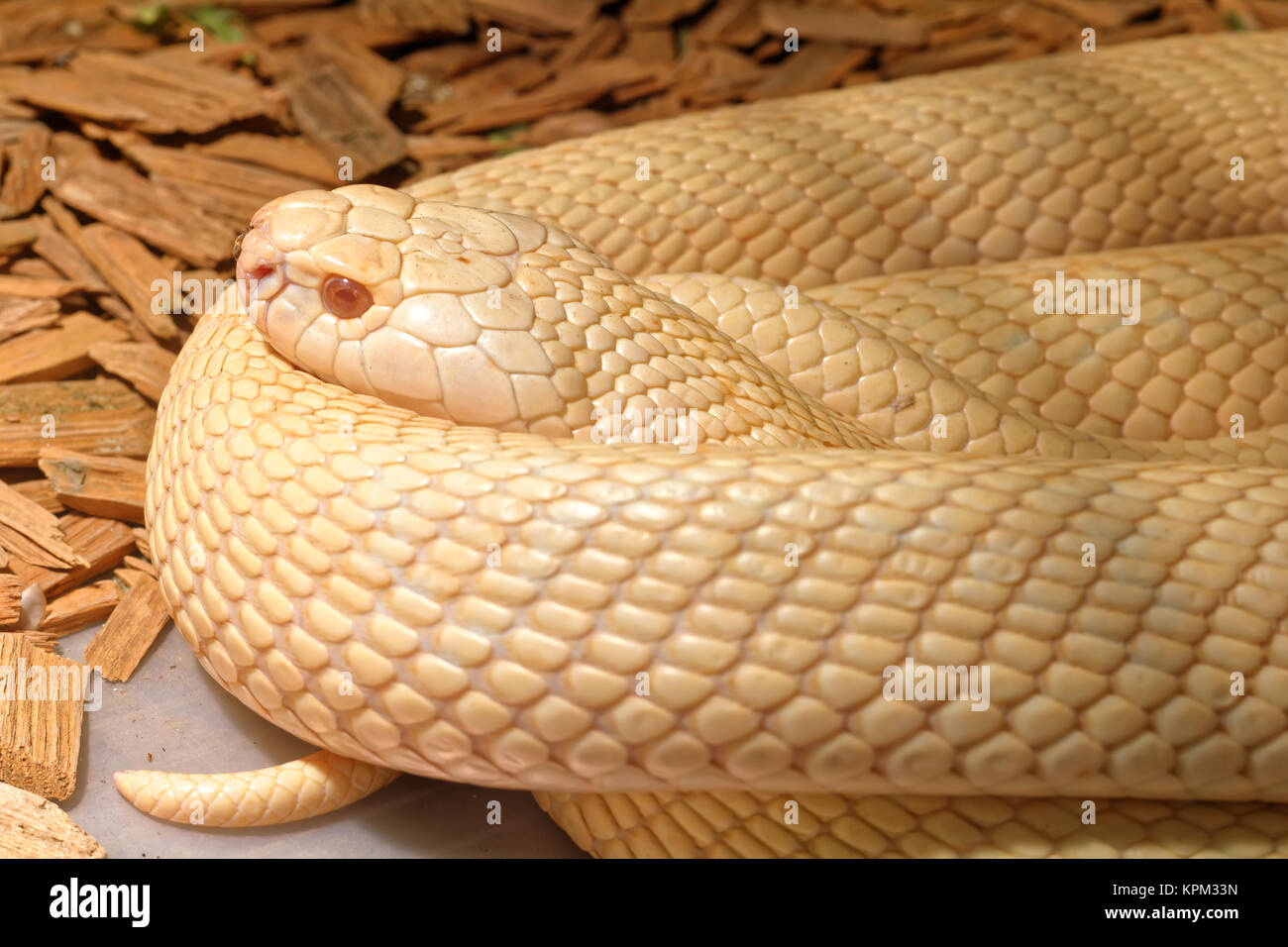 Serpent dans le terrarium - albinos cobra indien Banque D'Images