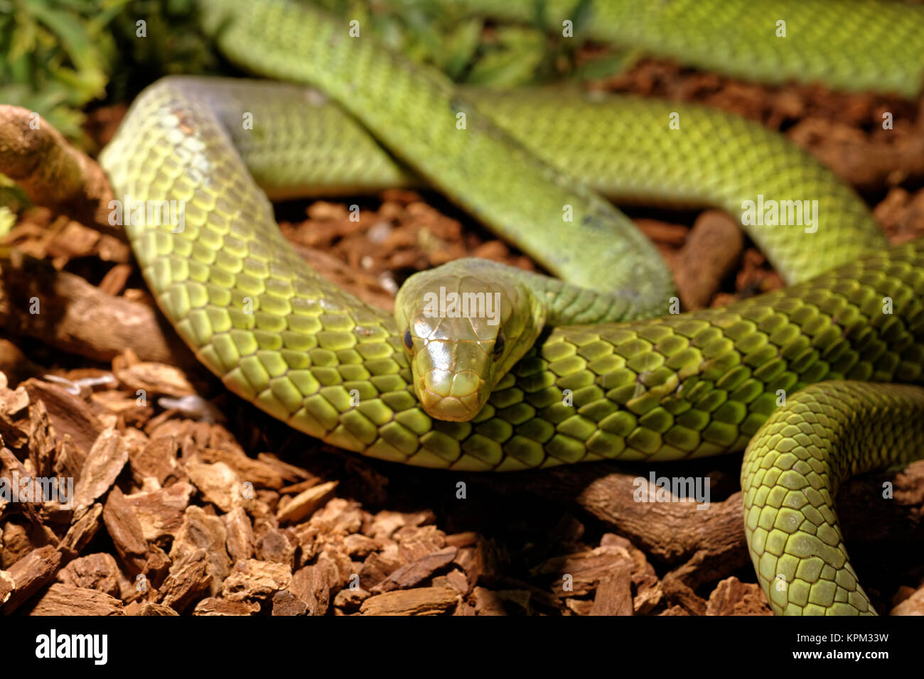 Serpent dans le terrarium - serpent rat vert Banque D'Images