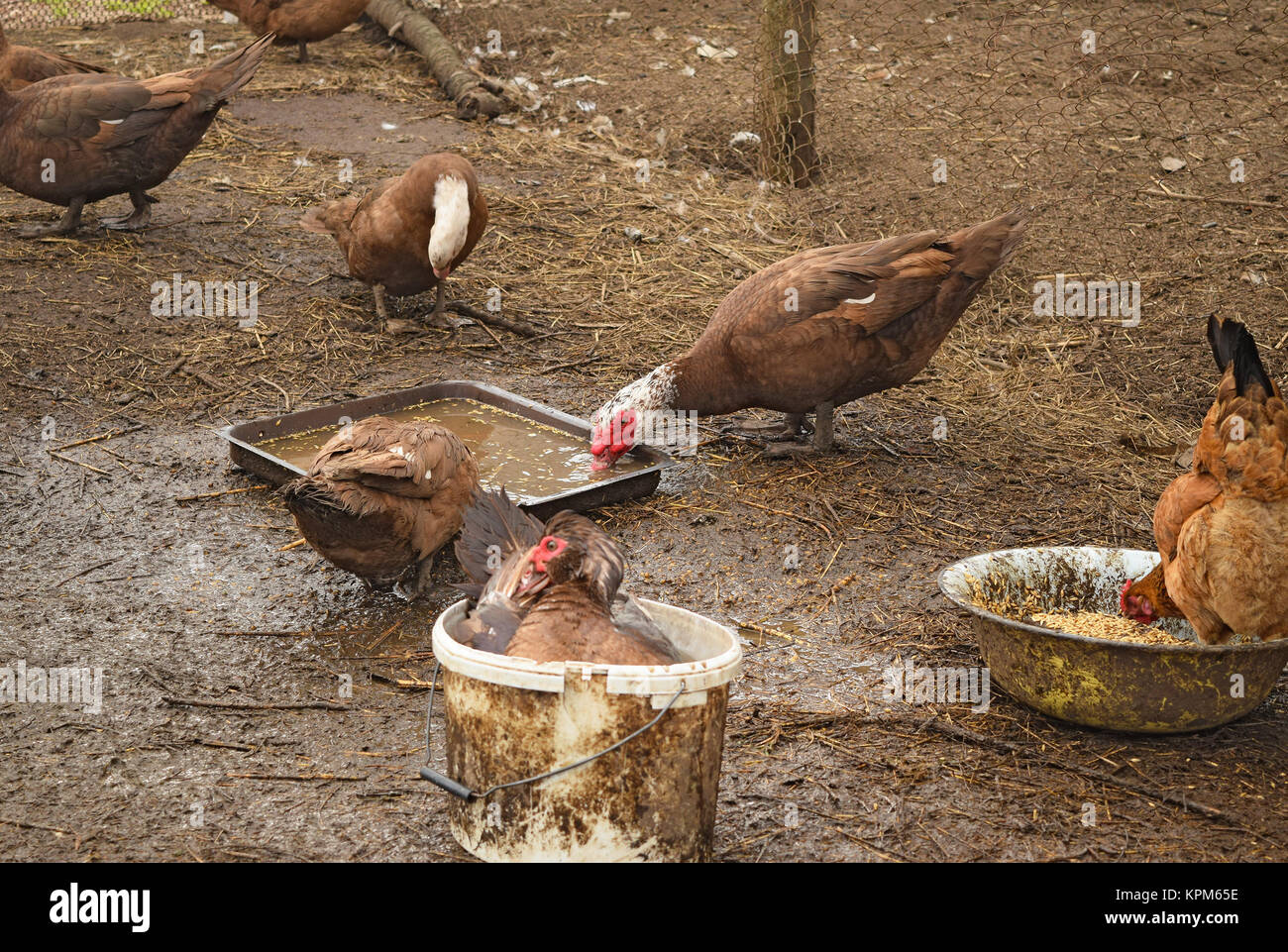 Le canard musqué Banque D'Images