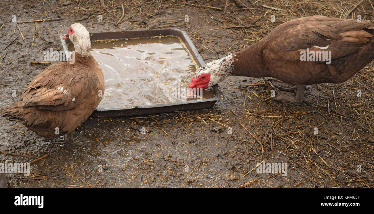 Le canard musqué Banque D'Images