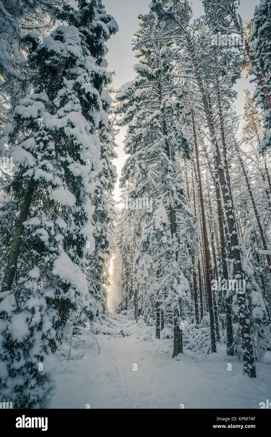 Les arbres couverts de neige en hiver. Winter Wonderland Banque D'Images