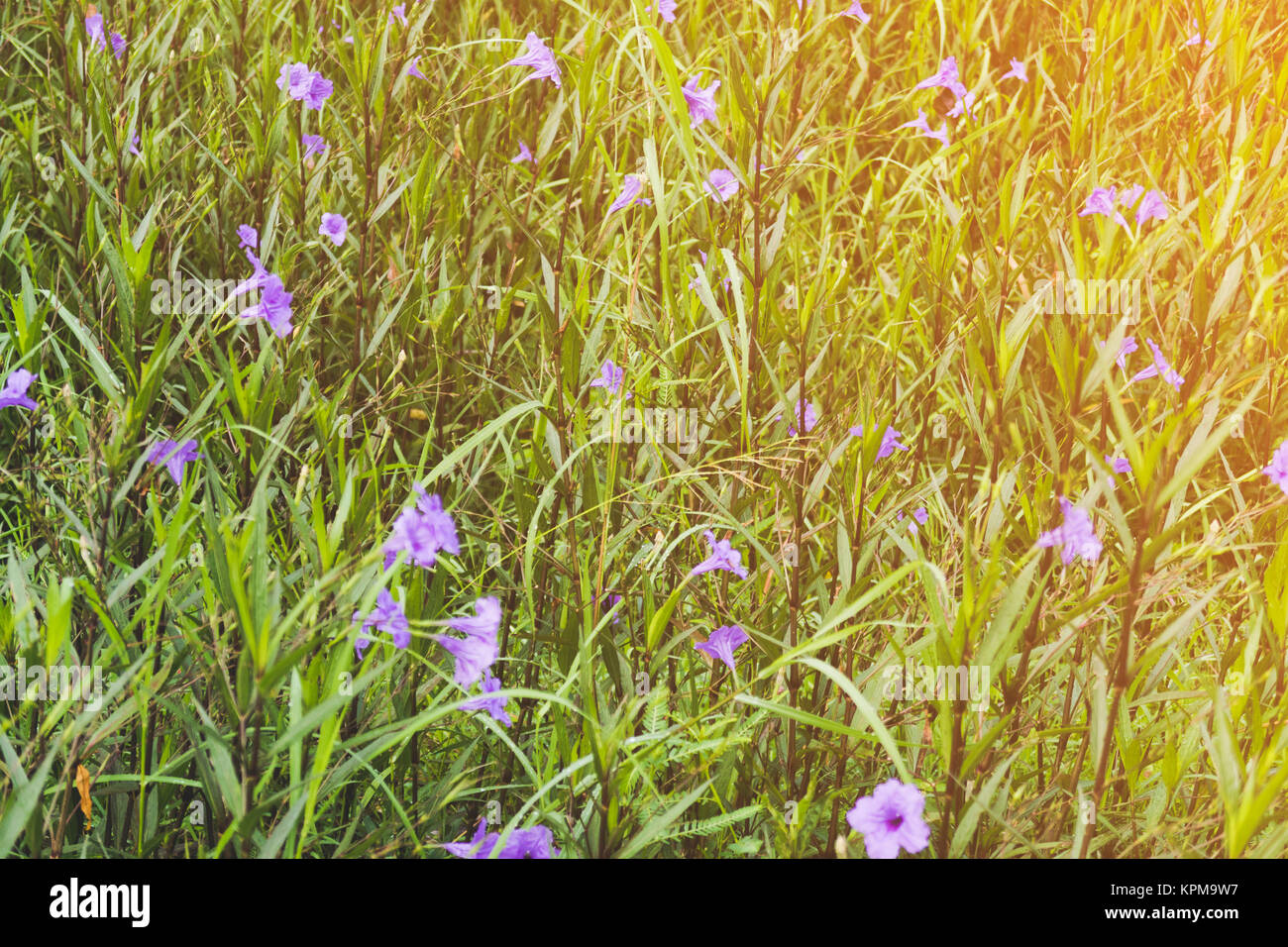Close up fleurs violettes sur fond d'herbe verte Banque D'Images