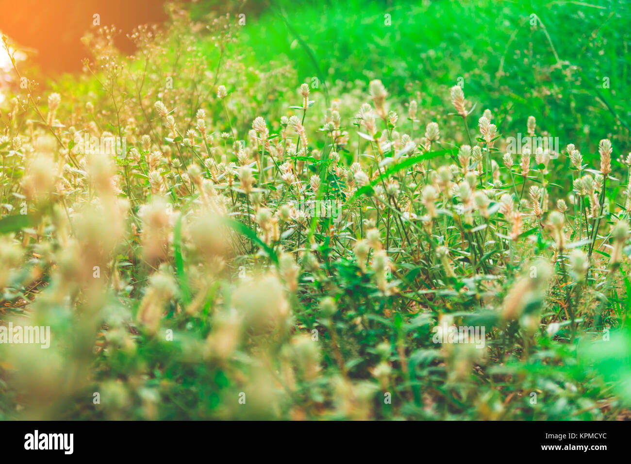 La fleur de l'herbe, soleil et lumière Bokeh Banque D'Images