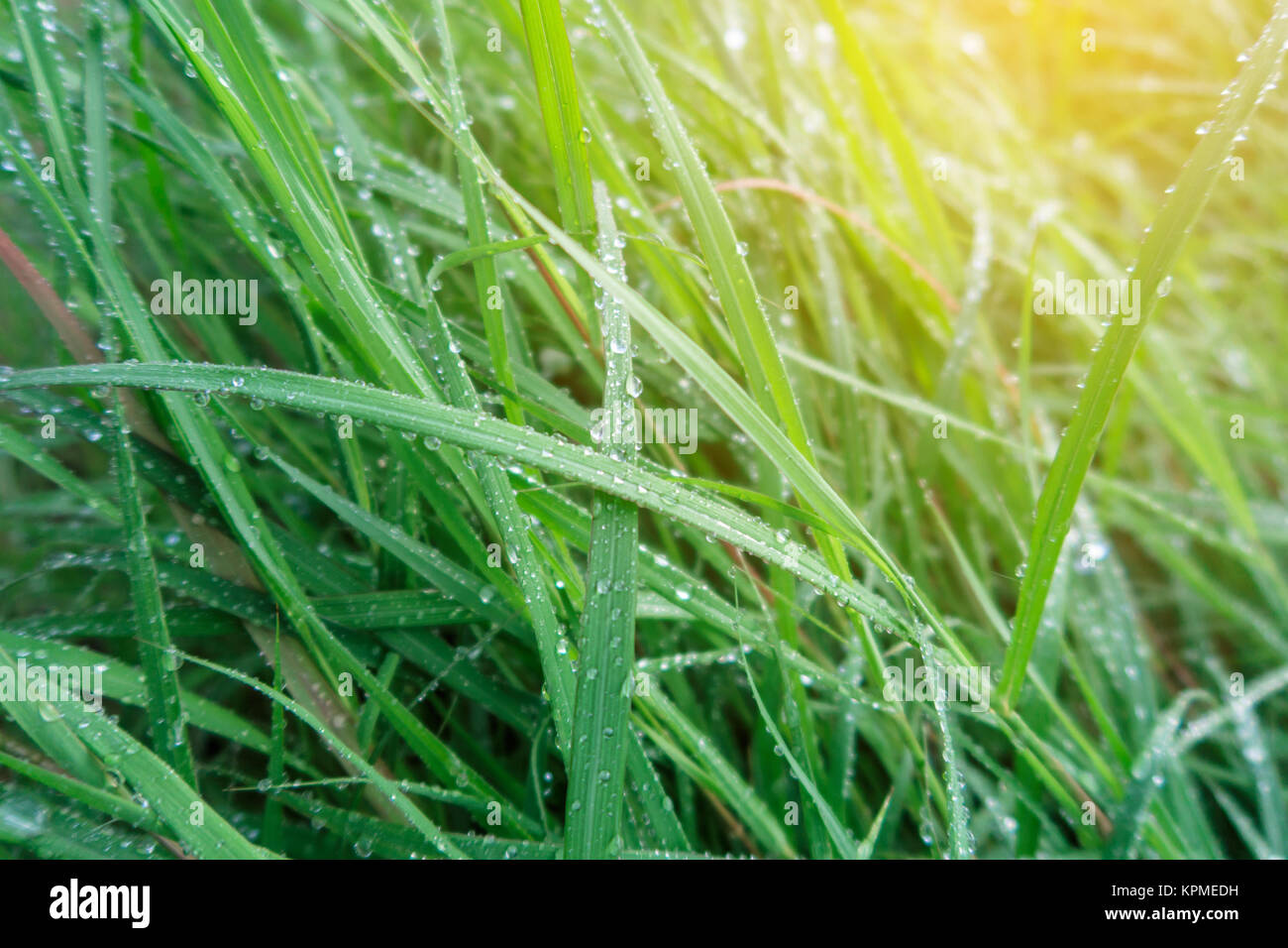 La fleur de l'herbe, la pluie goutte Background Banque D'Images