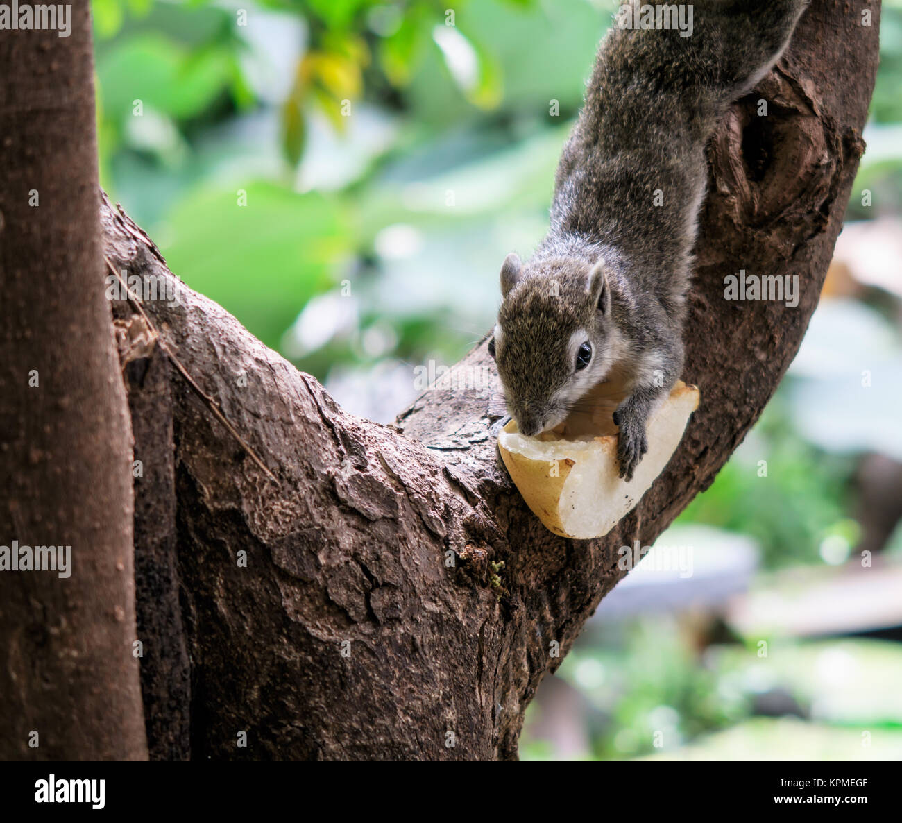 Les écureuils manger un fruit sur l'arbre Banque D'Images
