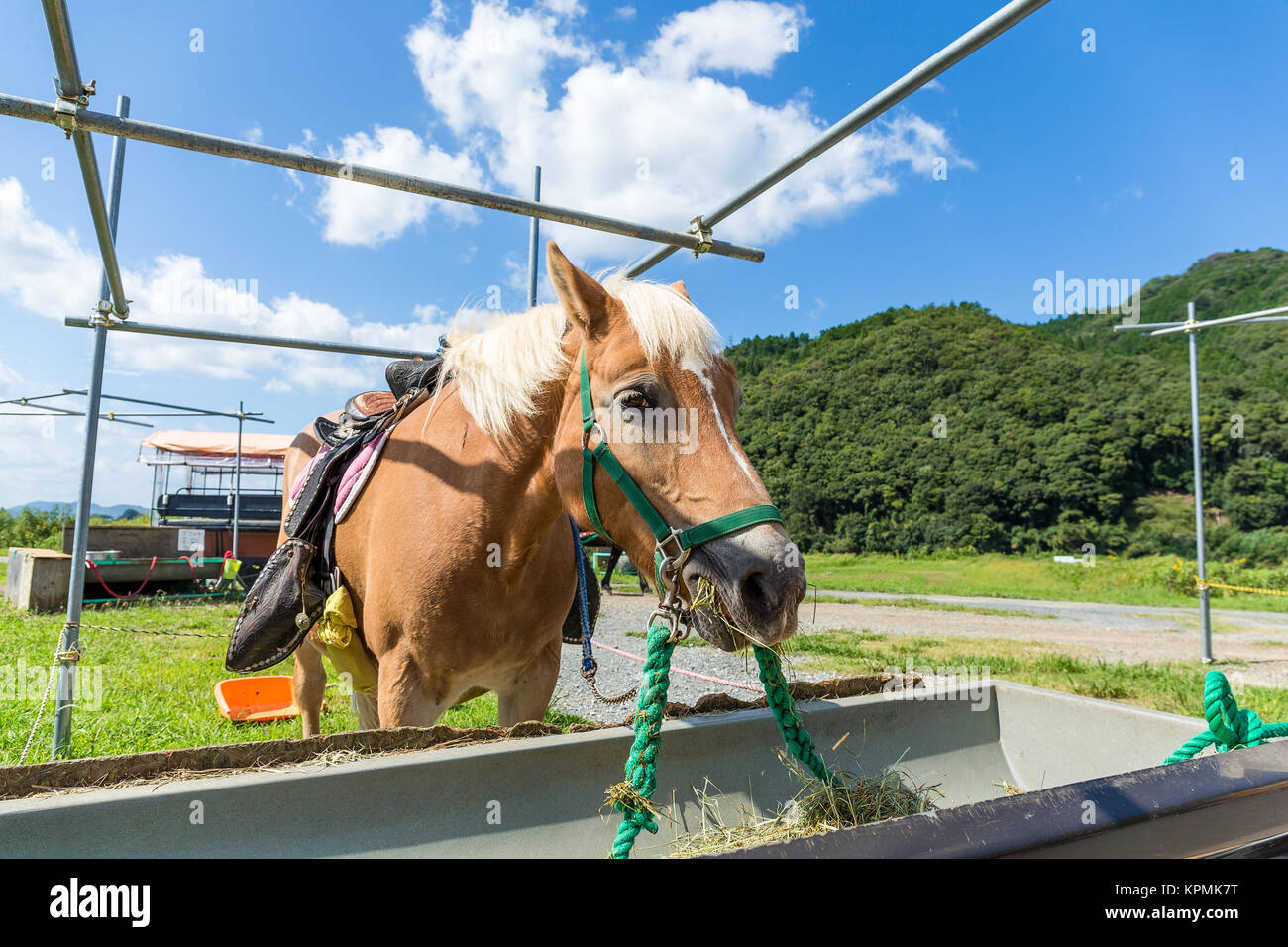 Cheval à la ferme Banque D'Images