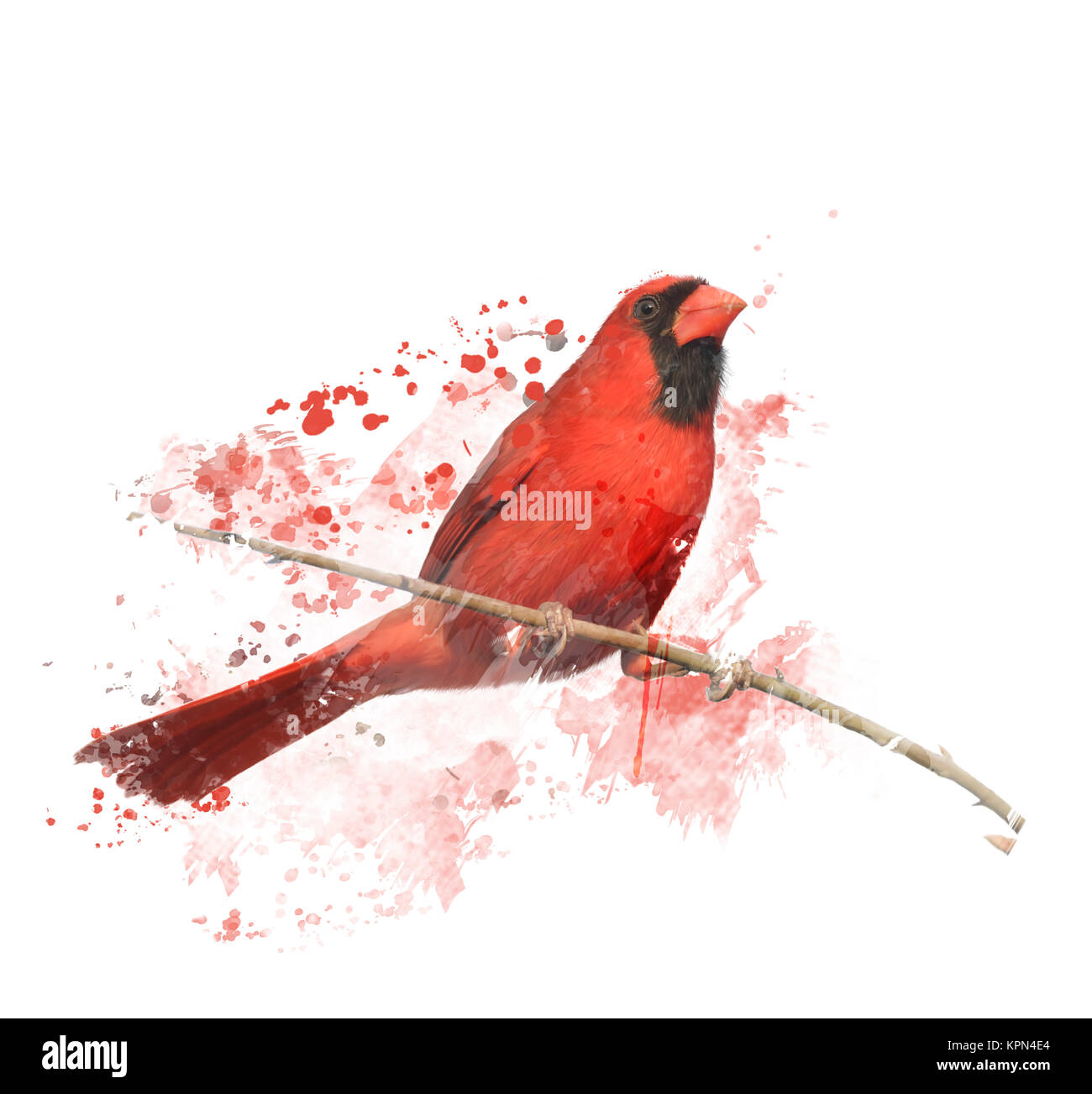Peinture numérique des mâles du Cardinal se percher sur une branche Banque D'Images