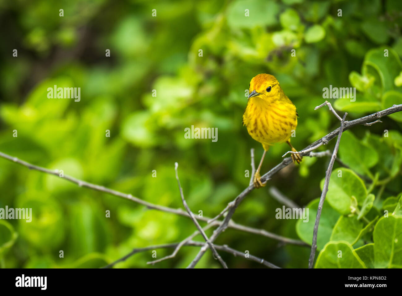 Paruline jaune perché sur branch in woods Banque D'Images