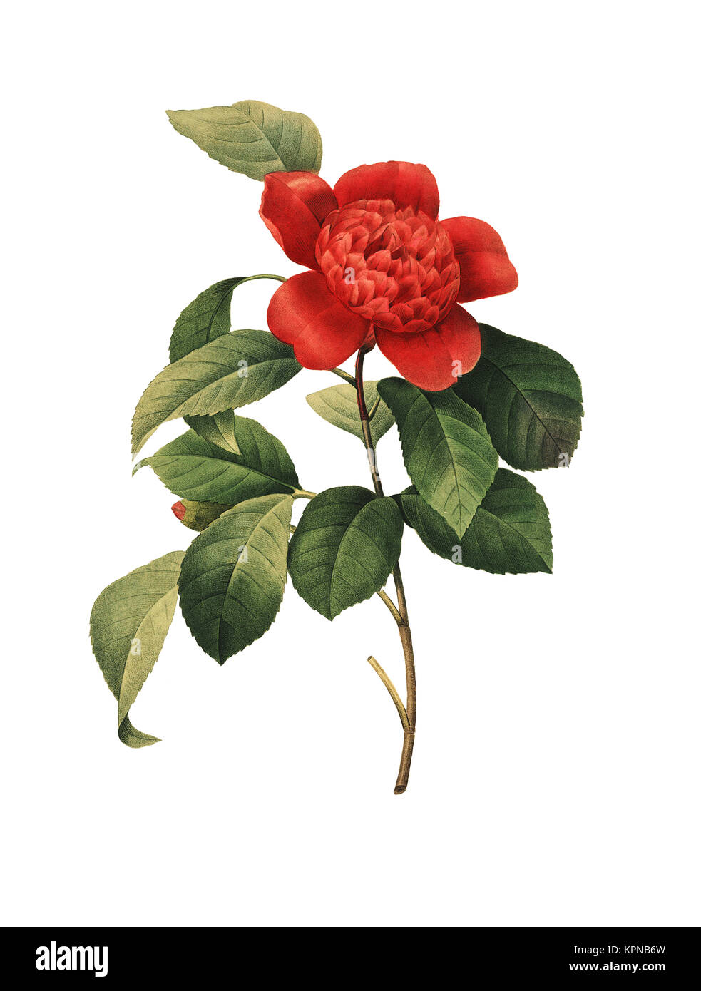 Illustration de l'Antique un Camellia Anemoniflora. Gravure par Pierre-Joseph Redoute. Publié dans Choix des Plus Belles fleurs, Paris (1827). Banque D'Images