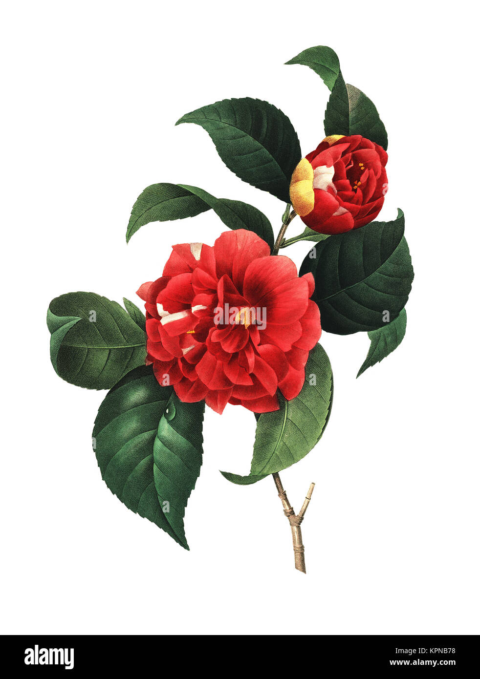 19ème siècle Illustration d'un Camellia japonica, également nommé Rose de l'hiver. Gravure par Pierre-Joseph Redoute. Publié dans Choix des Plus Belles F Banque D'Images