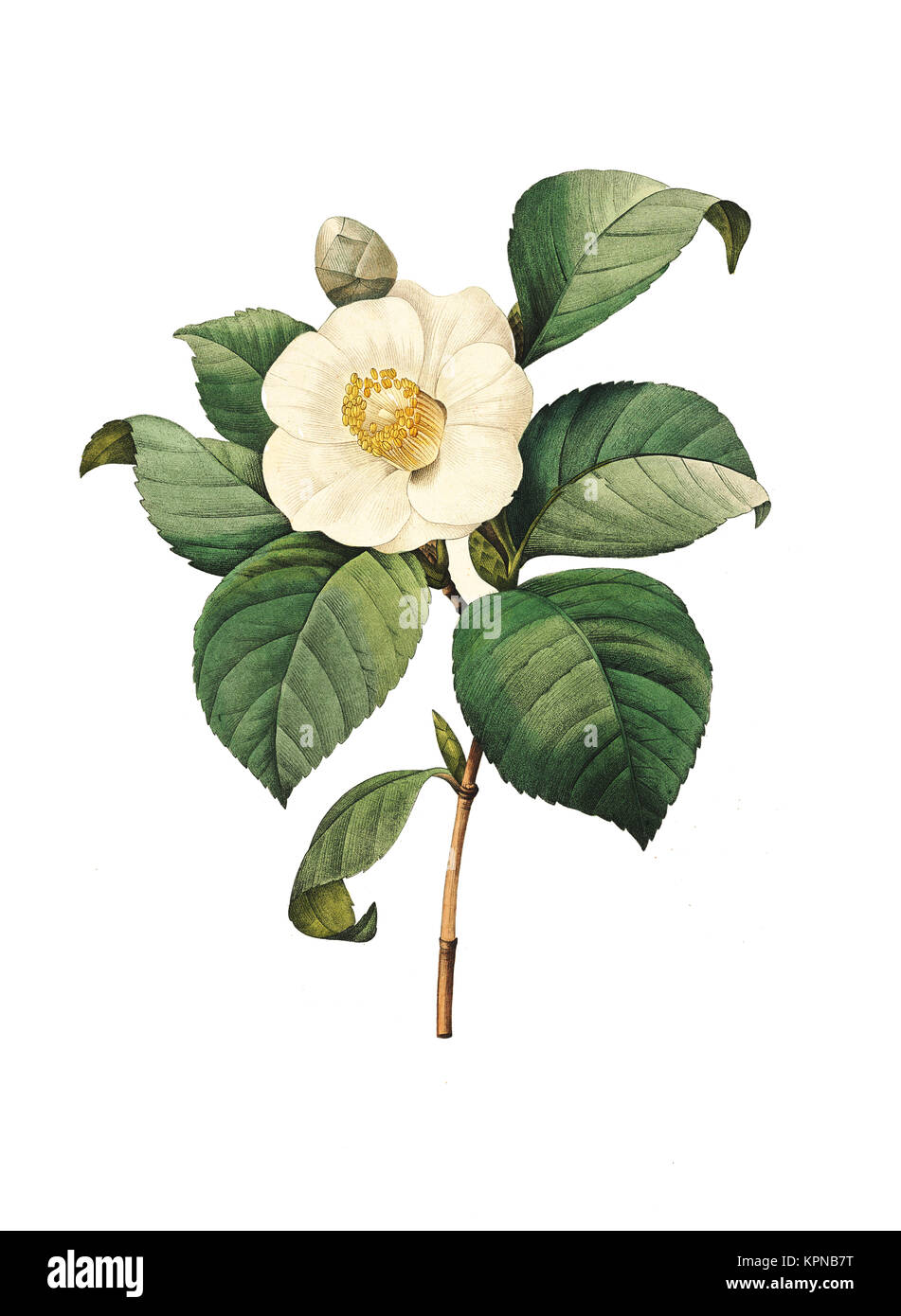 19ème siècle Illustration d'un Camellia japonica, ou rose de l'hiver. Gravure par Pierre-Joseph Redoute. Publié dans Choix des Plus Belles fleurs, Pa Banque D'Images
