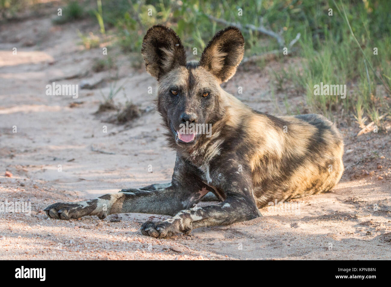 Chien sauvage d'Afrique portant sur la route dans le Parc National Kruger Banque D'Images