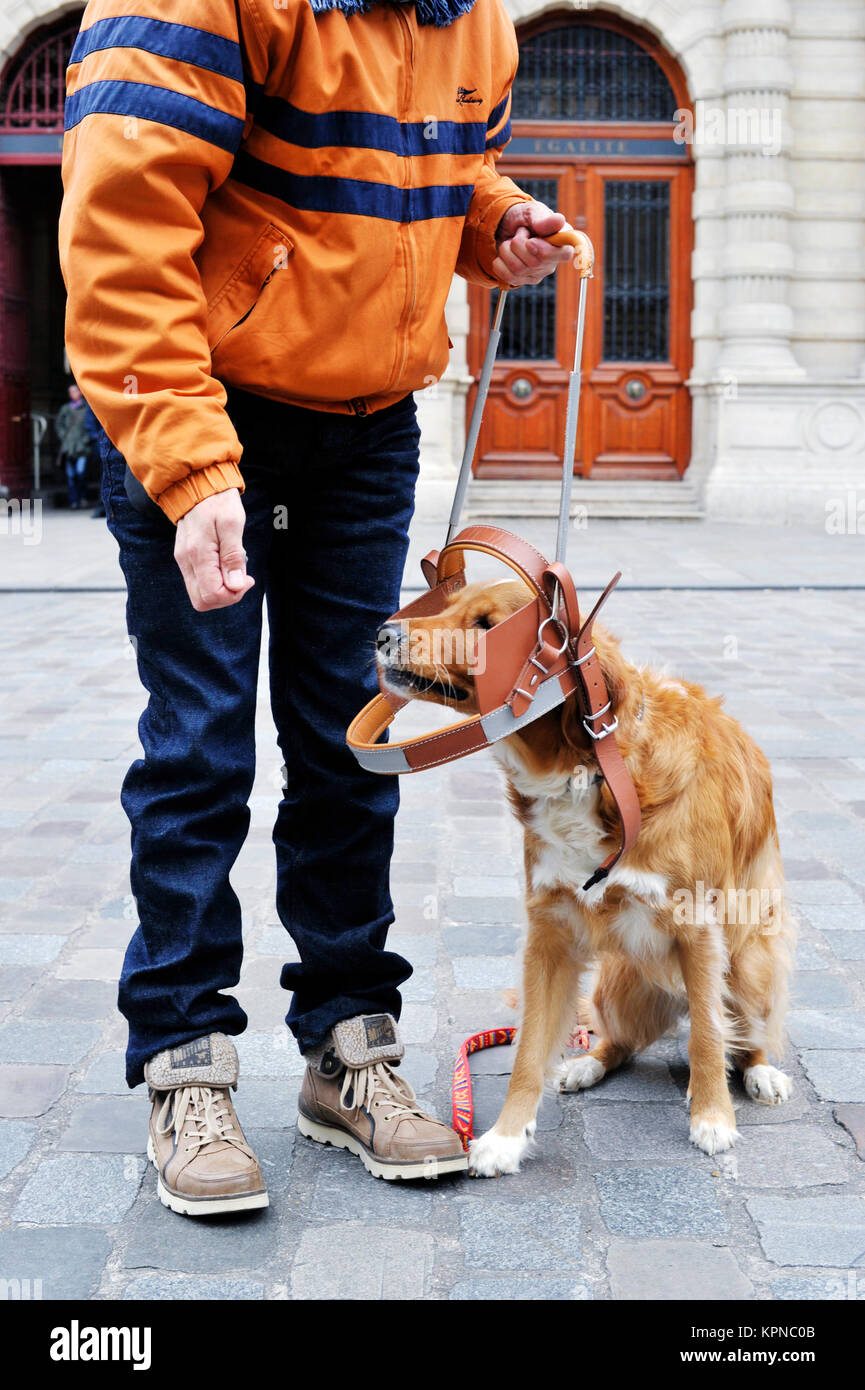 Guidedog Formation - Paris - France Banque D'Images