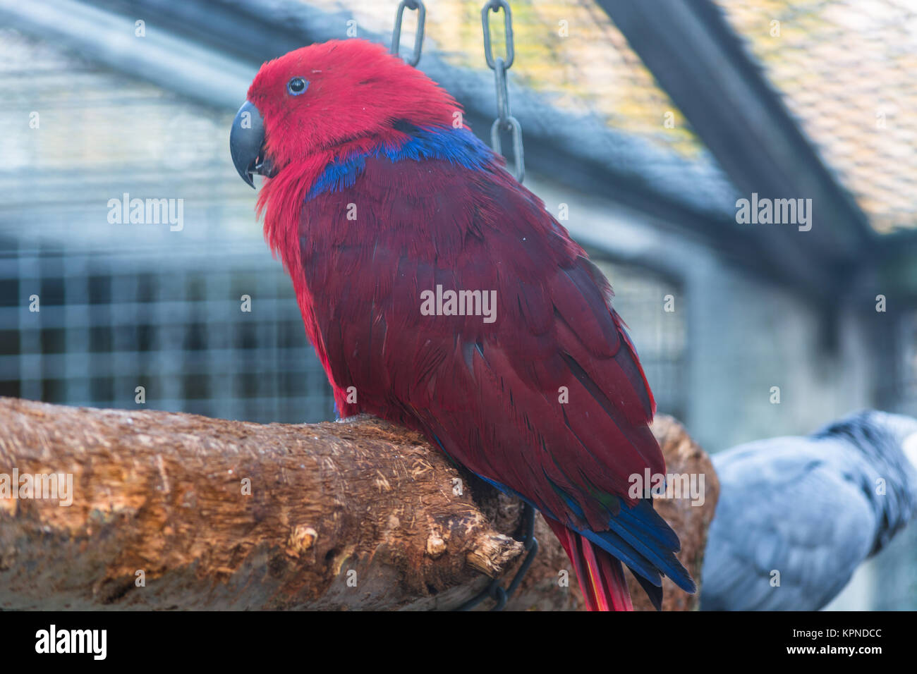 Papagei mit blauen Gefieder und rot. Banque D'Images