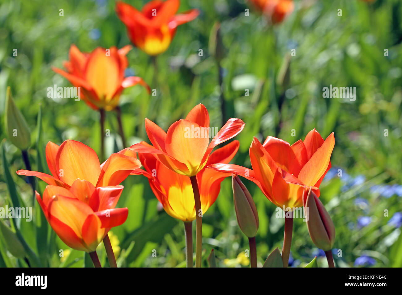 lily tulipe tulipa fosteriana juan Banque D'Images