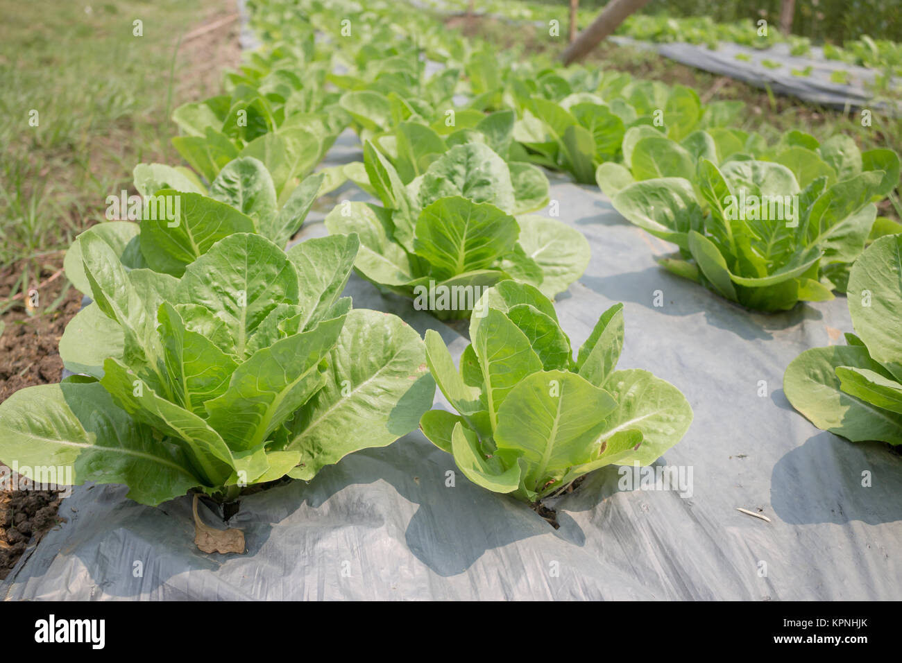 La culture des légumes biologiques dans farm Banque D'Images