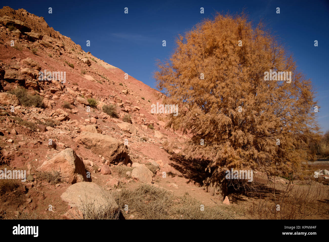 Paysage pittoresque dans les gorges du Dadès, Atlas, Maroc Banque D'Images