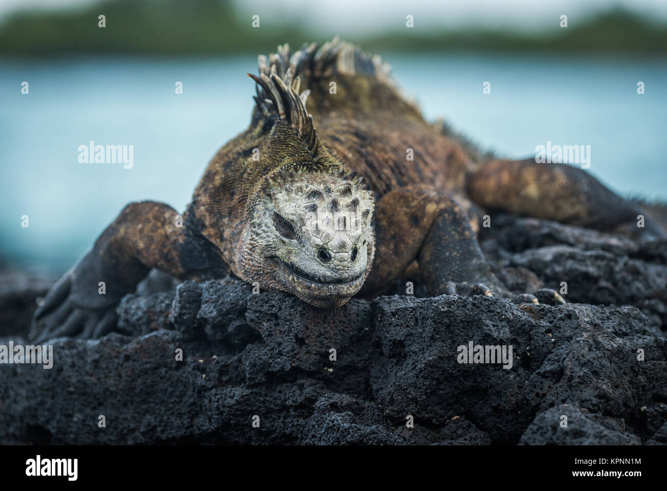 Iguane marin sur les roches volcaniques au bord de mer Banque D'Images