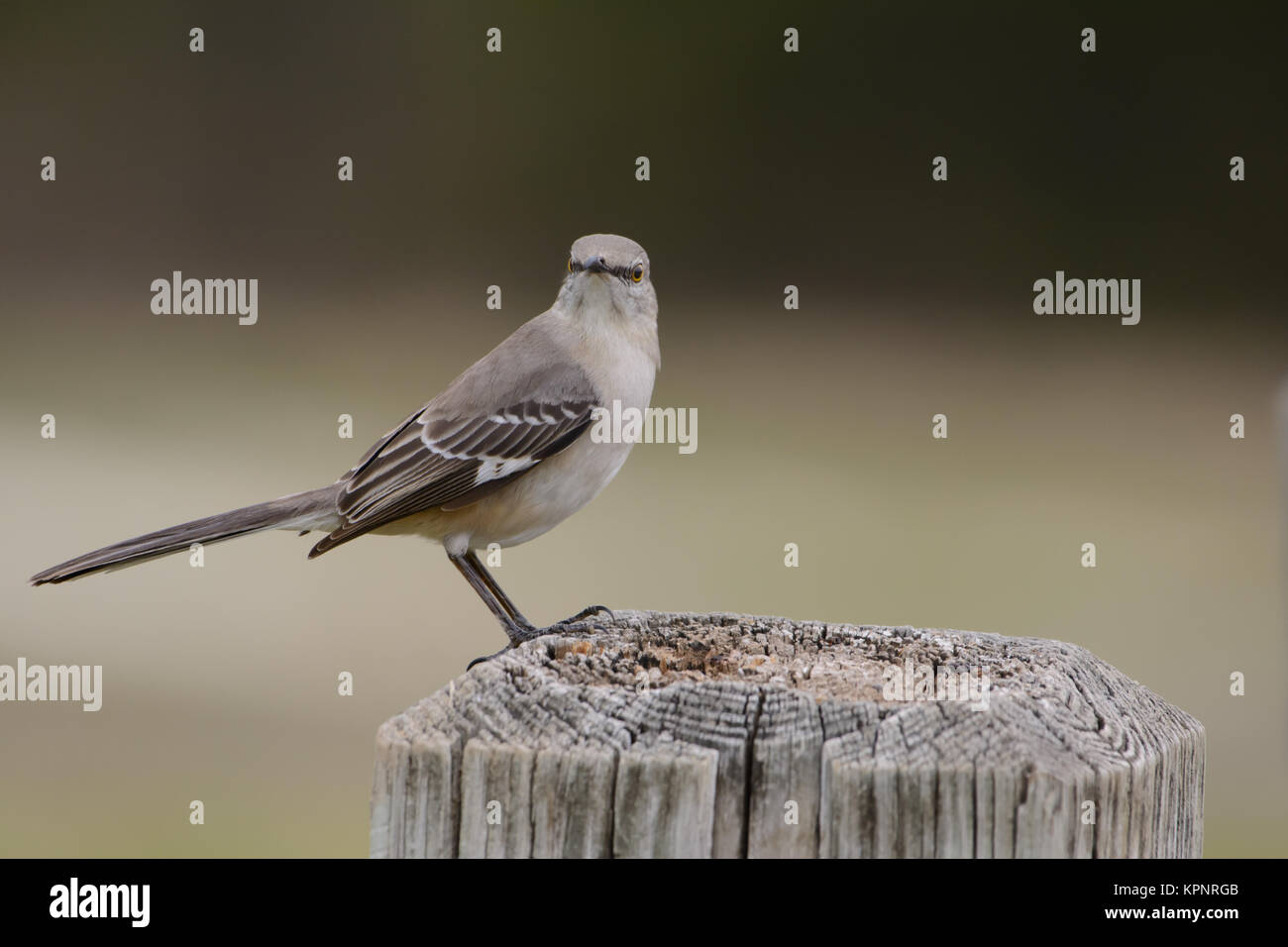 Mockingbird perché sur poster à l'avant Banque D'Images
