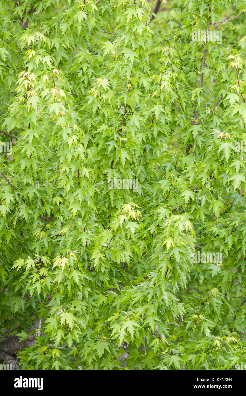 L'Érable argenté (Acer saccharinum) sur feuilles nouvellement sur la plaine inondable de la rivière Congaree. Congaree National Park, Caroline du Sud, au printemps. Banque D'Images