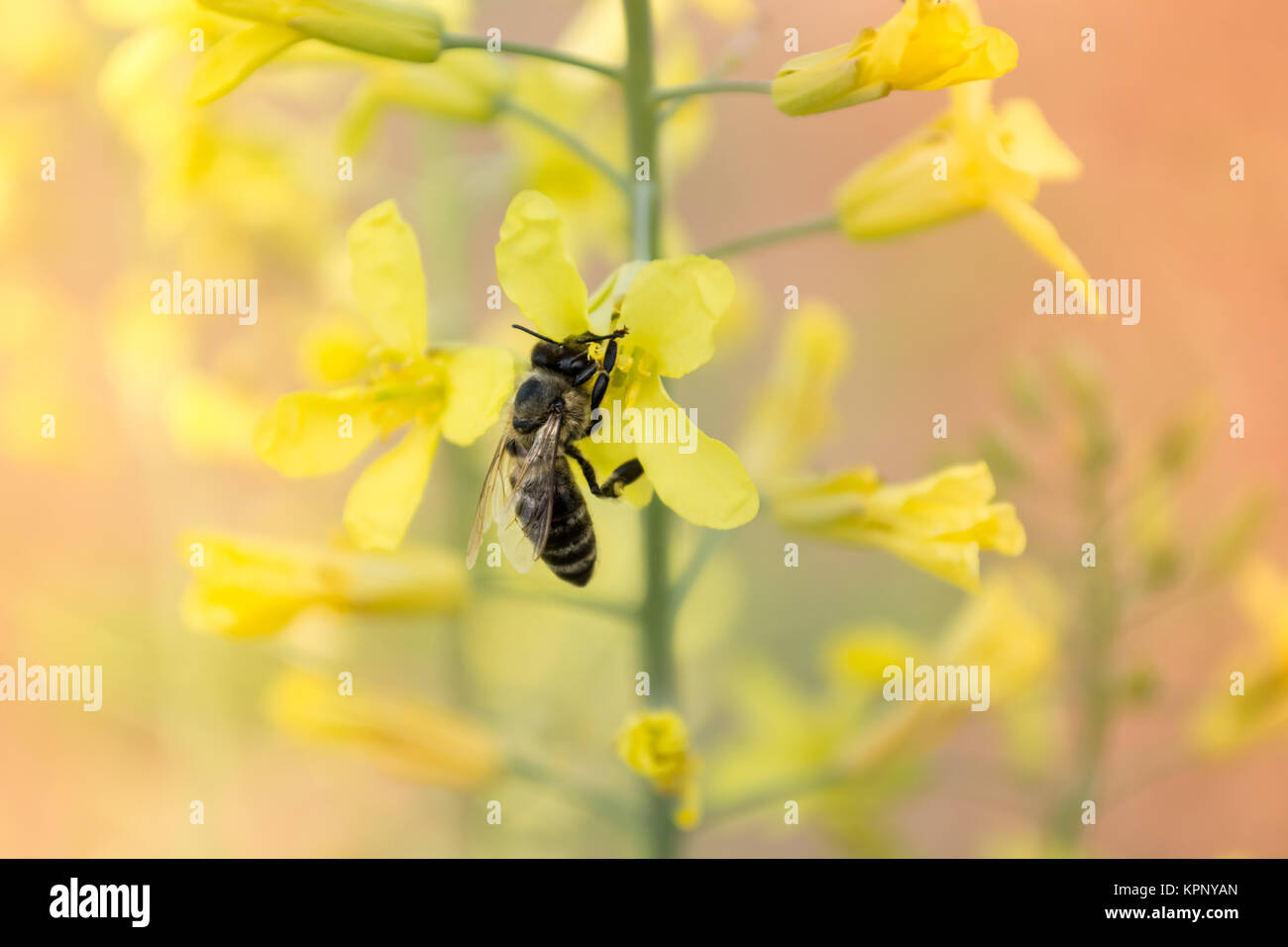 Le travailleur abeille sur fleur jaune Banque D'Images