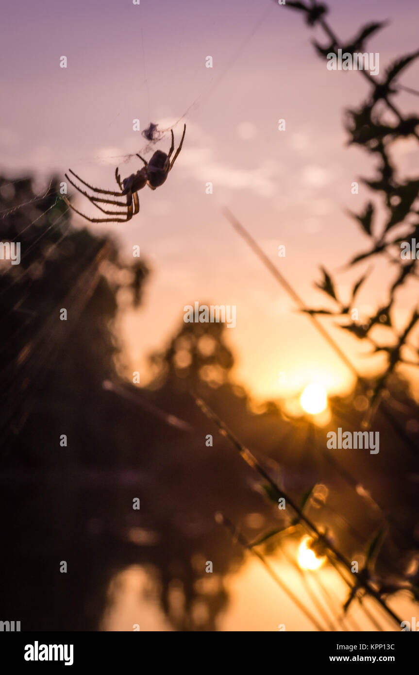 Une araignée sur son site web au coucher du soleil Banque D'Images