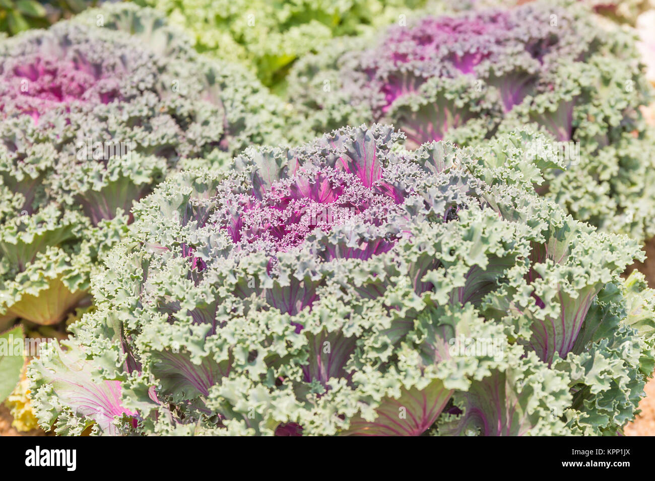 Close up fresh chou (Brassica oleracea) Feuilles d'usine Banque D'Images