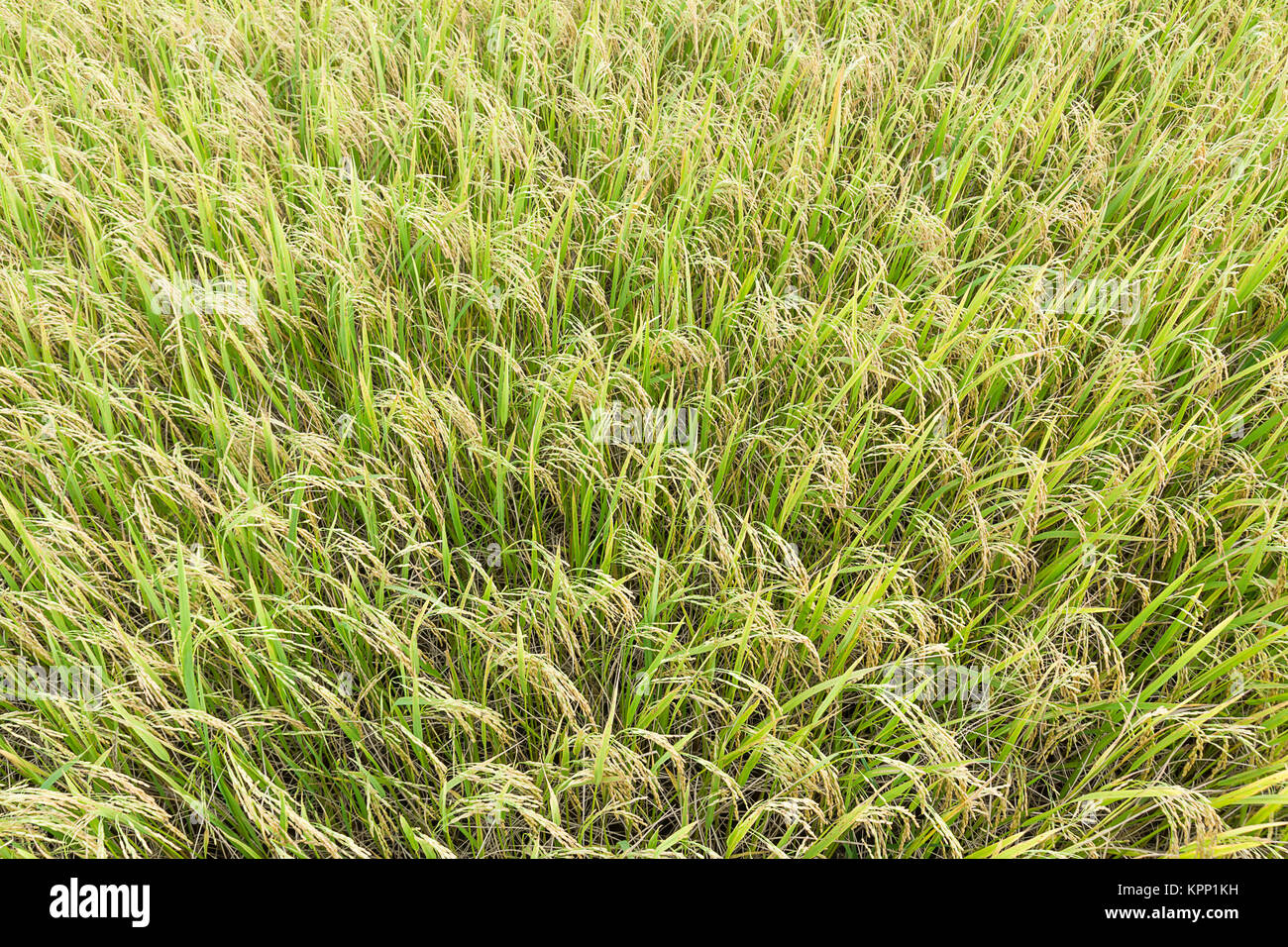 Close up haut afficher les champs de riz Banque D'Images