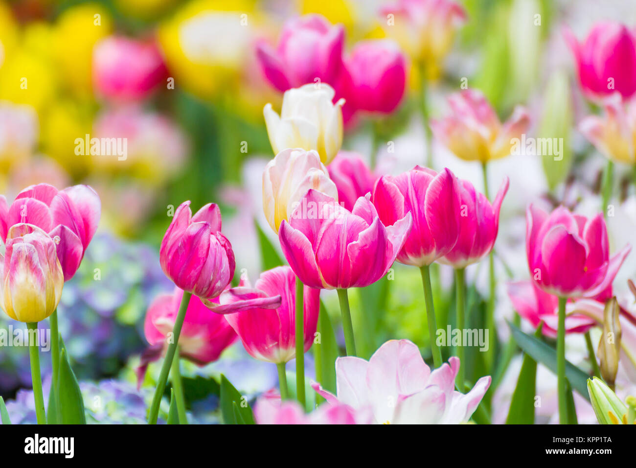 Tulipe rose fleur en jardin Banque D'Images