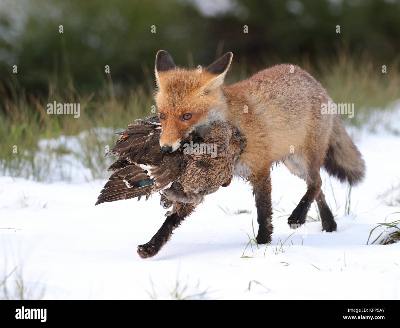 Fox avec le canard Banque D'Images