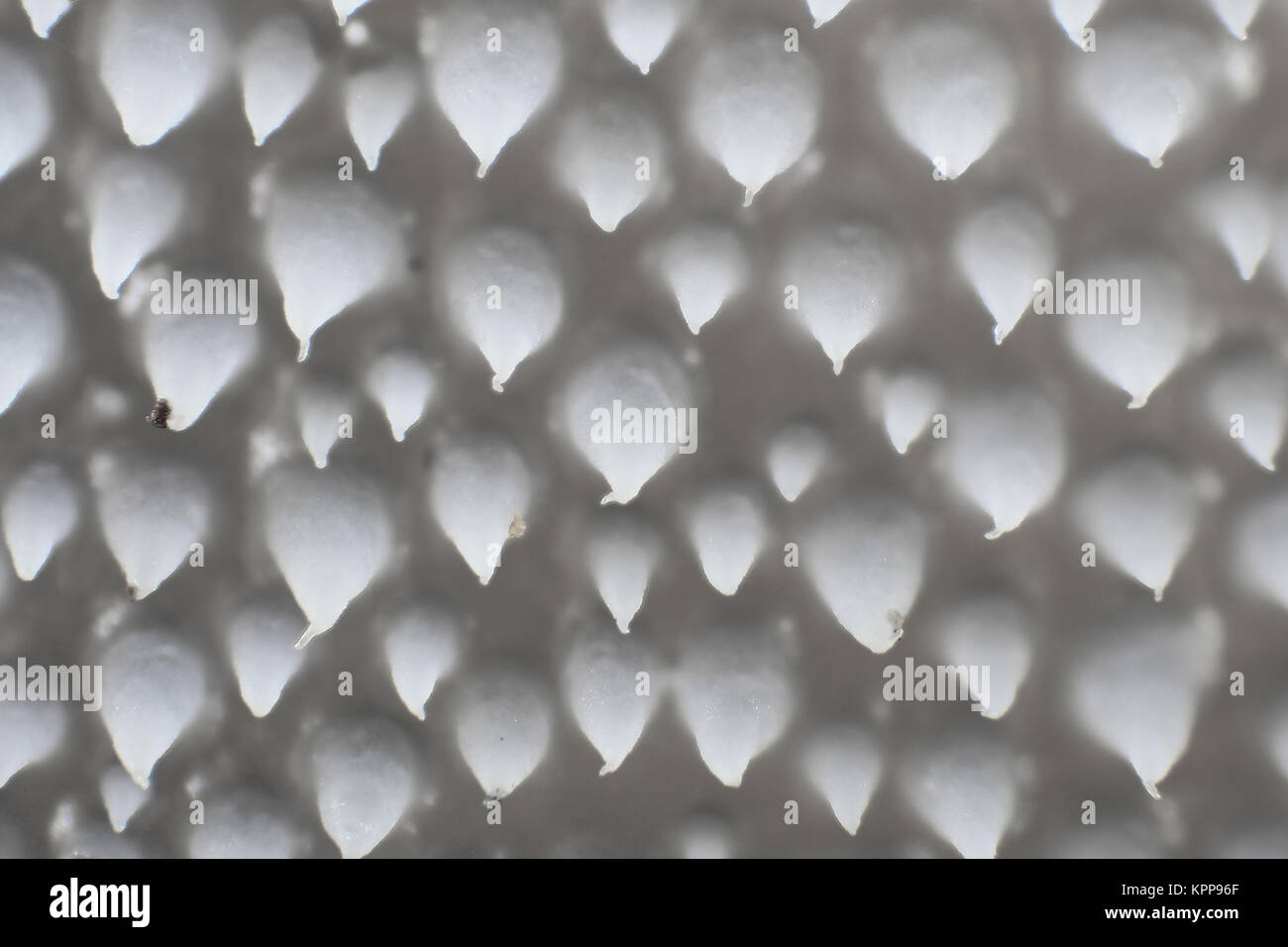 Micrographie électronique montrant les dents 'lumière' sur la face inférieure des Pseudohydnum gelatinosum, champignons en photo est approximativement de 7,5 mm de Banque D'Images