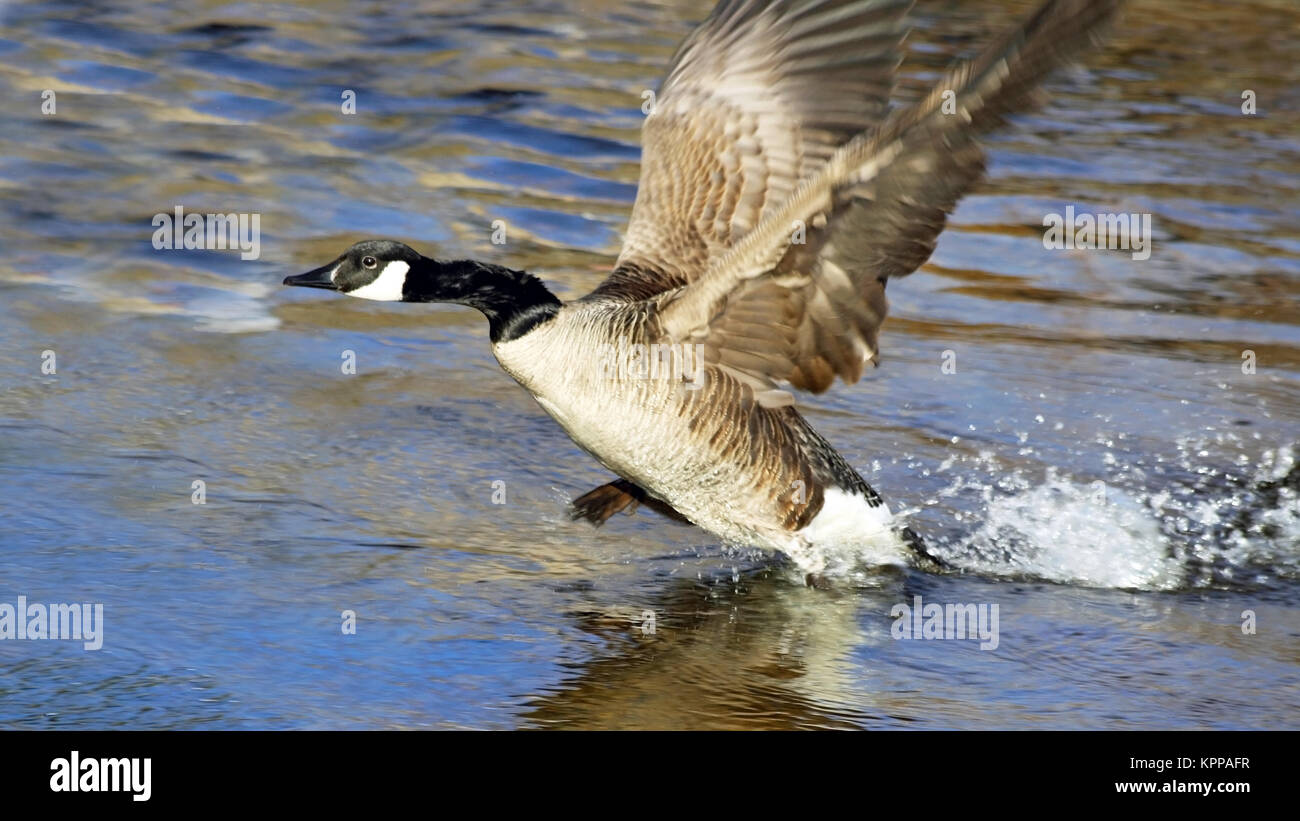 Canada Goose en prenant en vol de l'eau. L'exécution sur la surface et prêt  à monter Photo Stock - Alamy