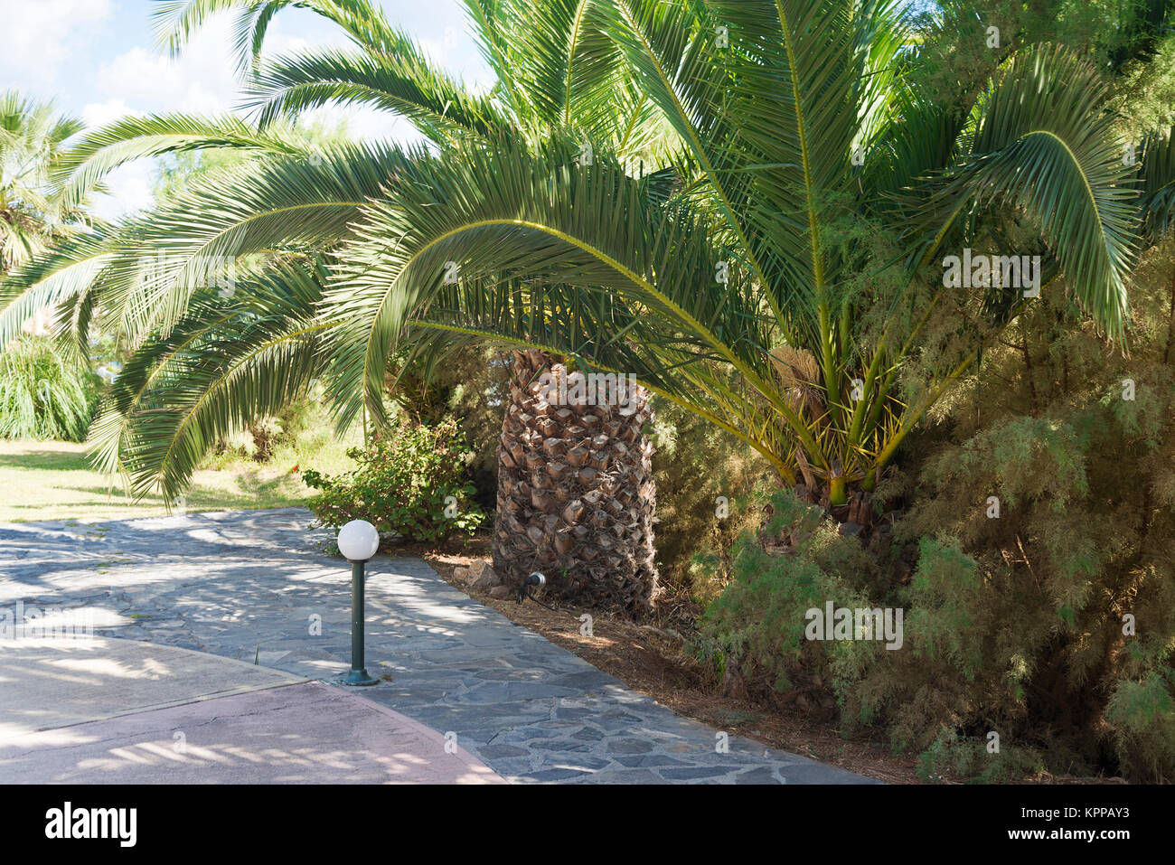 Grandes, épaisses de palmiers sur la plage. L'île de Crète, Grèce. Banque D'Images