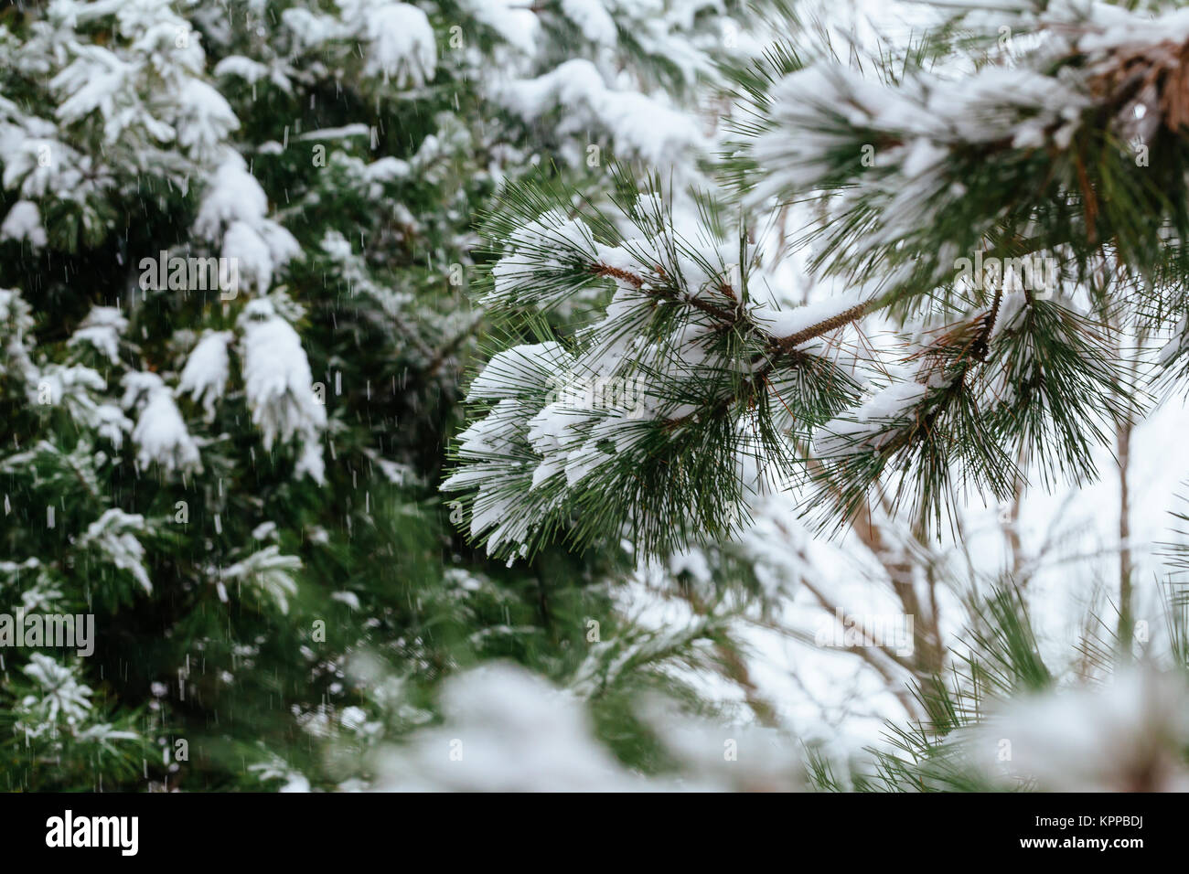 Hiver gel. L'hiver, hiver. un dépôt de petits cristaux de glace blanche formée sur le terrain ou d'autres surfaces lorsque la température devient inférieure à Banque D'Images