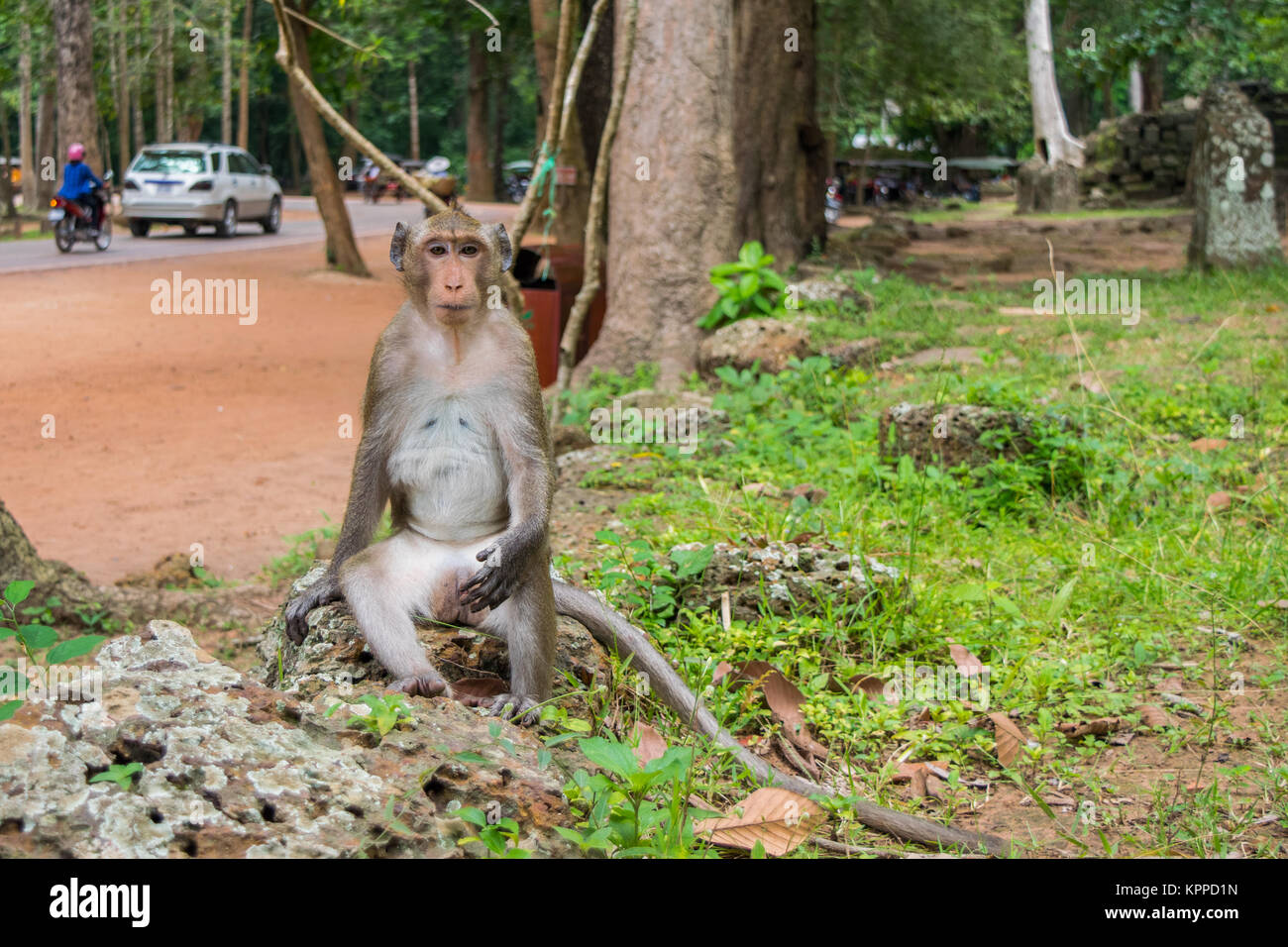 Un adulte singe macaque sitting on rock, se présentant comme si de méditer, de refroidissement ou de fumer une cigarette. Pas de crainte de personnes. Le Cambodge, en Asie du sud-est Banque D'Images