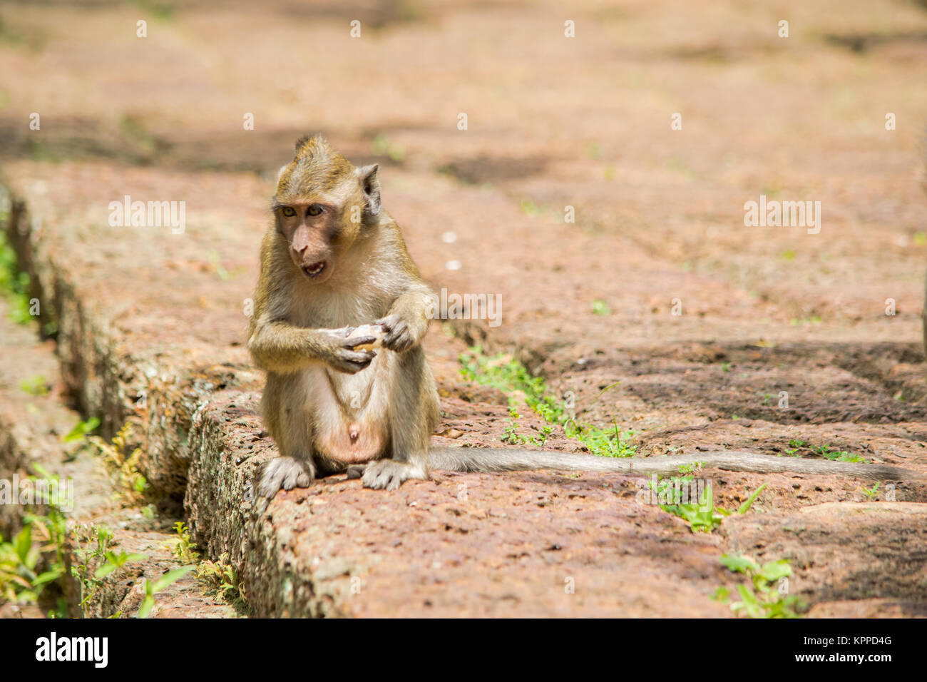 Un jeune, petit bébé singe macaque, faim manger et grignotant un fruit tout en s'asseyant sur un mur, au Cambodge, en Asie du sud-est Banque D'Images