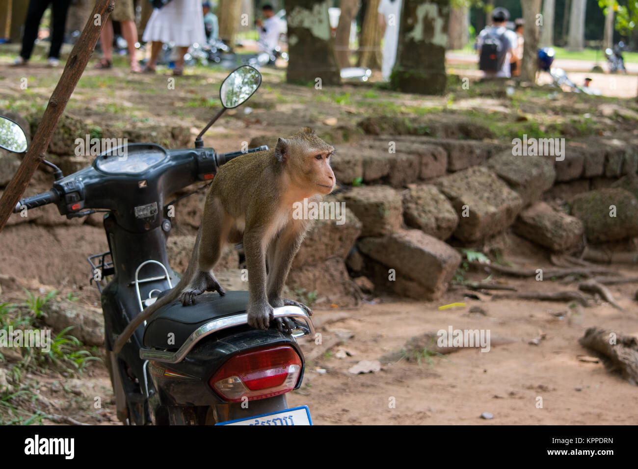 Un singe macaque adultes, assis sur un siège de vélo à moteur, dans le mauvais sens. Moto garée avec un visiteur surprise. Le Cambodge, en Asie du sud-est Banque D'Images
