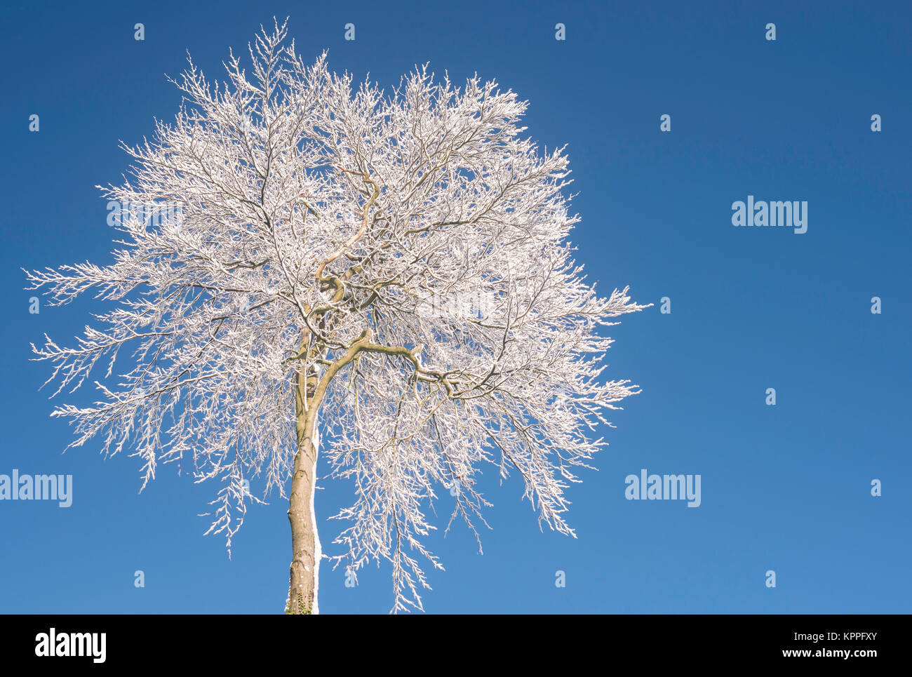 La neige a couvert la couronne ronde hêtre et bleu ciel espace Banque D'Images